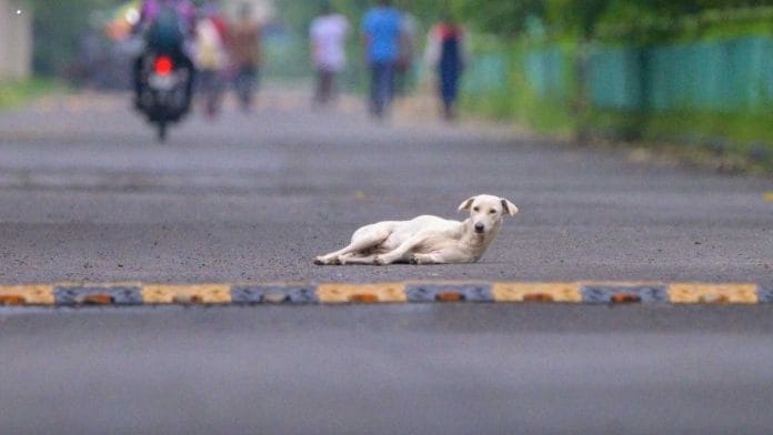 A stray dog photographed on a street in New Delhi | Ankit Roy | ThePrint