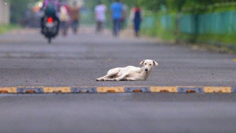 Stray dogs hearing Day 2: SC judges give counsels homework, crack cat joke & share ‘fear’ theory