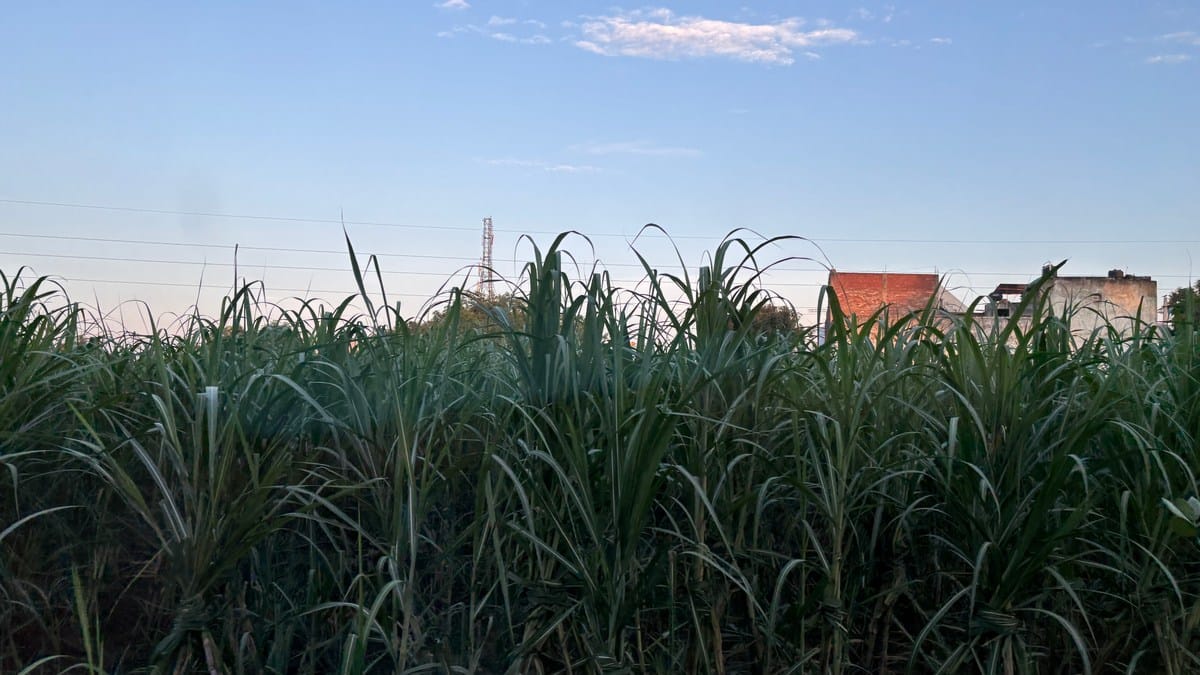 Sugarcane fields are suspected to be hiding spots for 'drone chors'