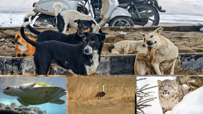 For years, environmentalists have stressed threat posed by packs of stray, feral dogs to endangered Olive Ridley turtle nests, Great Indian bustards & snow leopards | ANI/Bloomberg/Wikimedia Commons