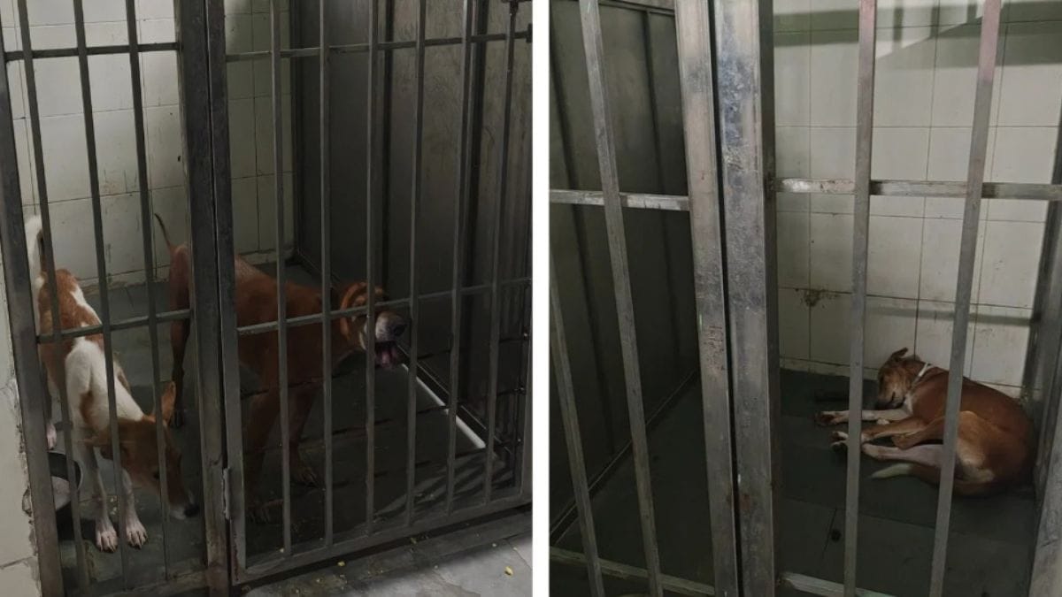 Two dogs on the left seen with no tags around their necks, and a third who did | By special arrangement