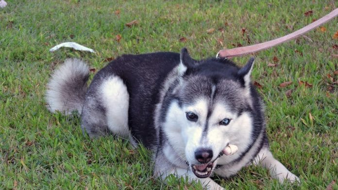 Representative image of a husky | Flickr