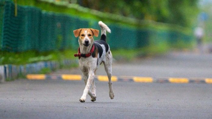 A stray dog in Delhi
