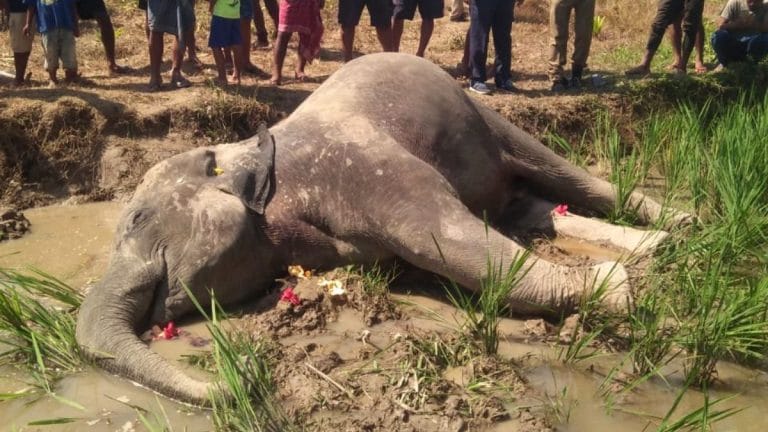 Male elephants are dying more than female in human-animal conflicts. Loners & bachelors