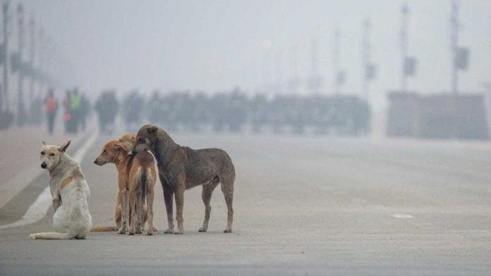 The Supreme Court’s directive to relocate all strays within eight weeks is not just unrealistic, it borders on the inhumane. | Ankit Roy Majumder | ThePrint