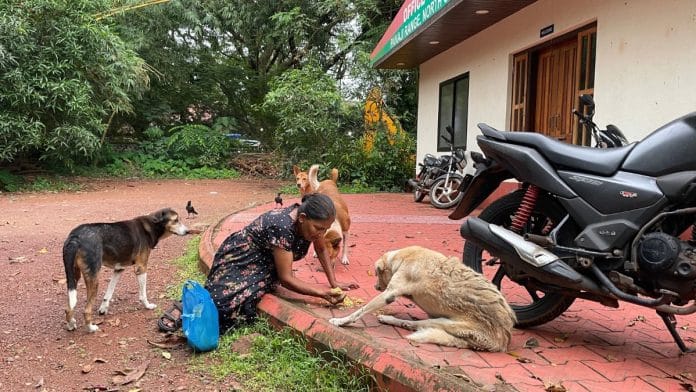 Maria Gomes feeding the street dogs of Goa | Karanjeet Kaur