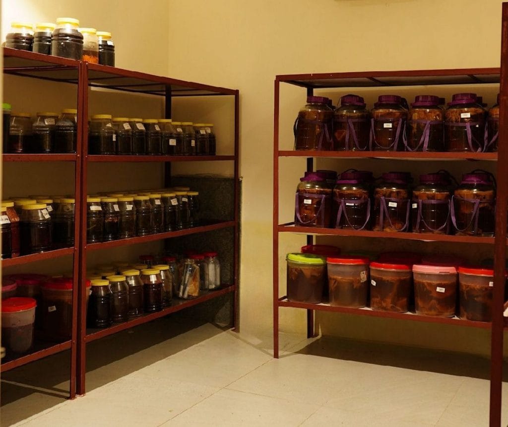 Shelves of fermenting kombucha jars at Krishi Cress in Chhatarpur | By special arrangement