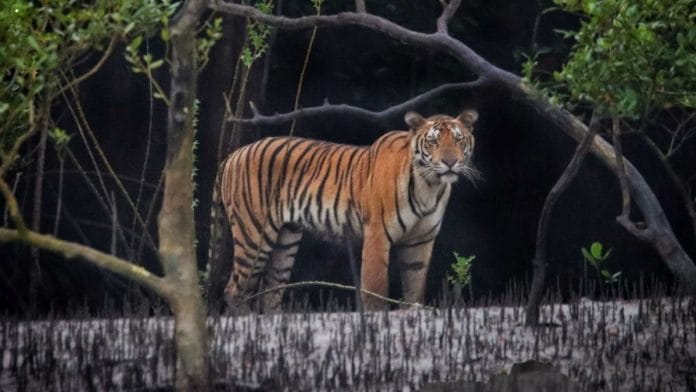 Source: Sundarban Tiger Reserve Annual Report 2024-25