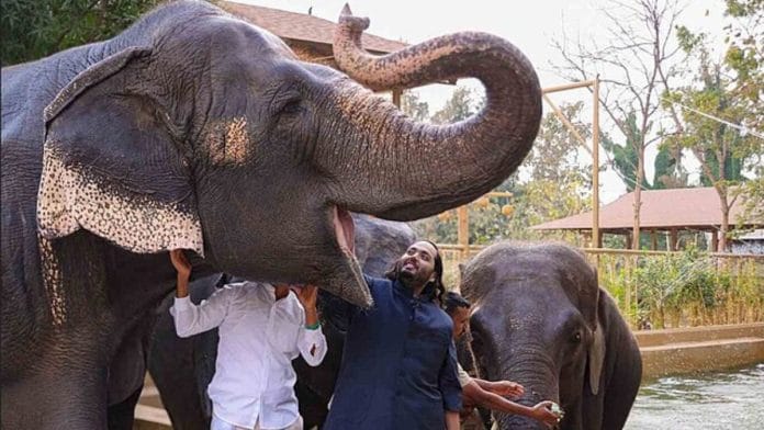 Anant Ambani at Vantara in Gujarat's Jamnagar | Wikimedia Commons