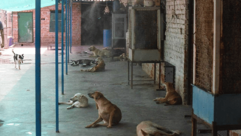 ‘This is not personal’—what Supreme Court said in stray dogs order that sparked outrage