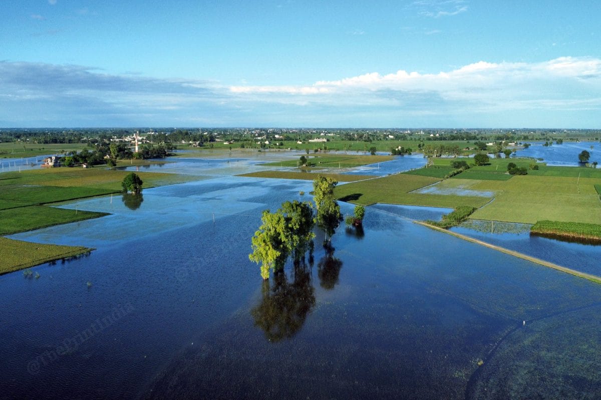 Atleast 4 Lakh hectares under paddy cultivation is flooded across punjab | Suraj Singh Bisht | ThePrint