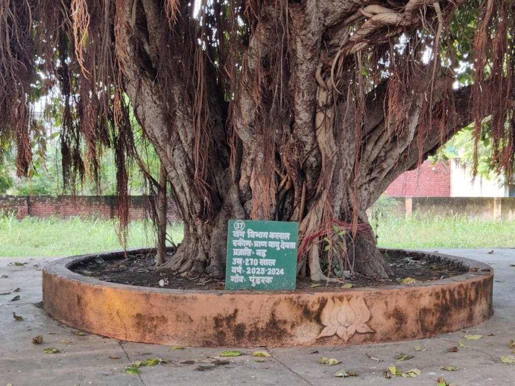 banyan tree 