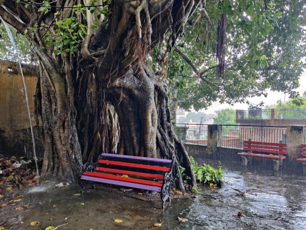 Haryana tree pension scheme banyan
