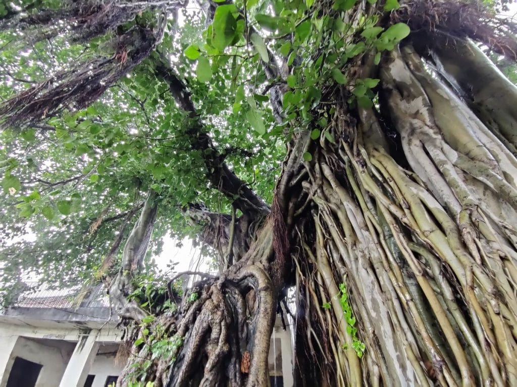 Pran Vayu Devta tree