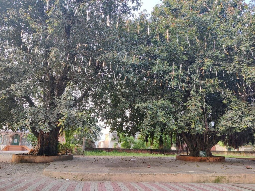 Pran Vayu Devta trees