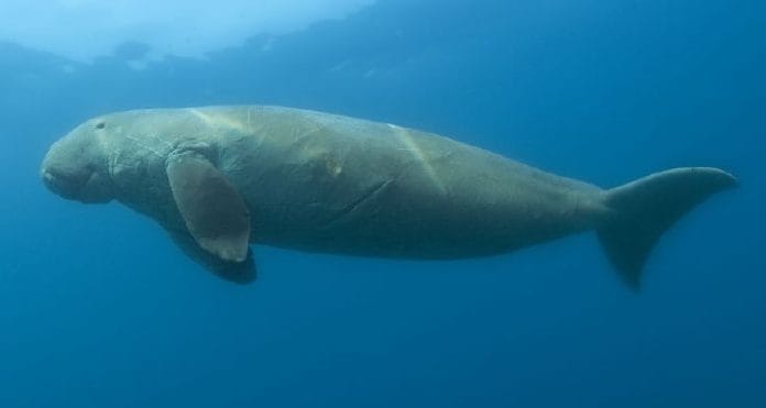 Representational Image of Dugong | Commons
