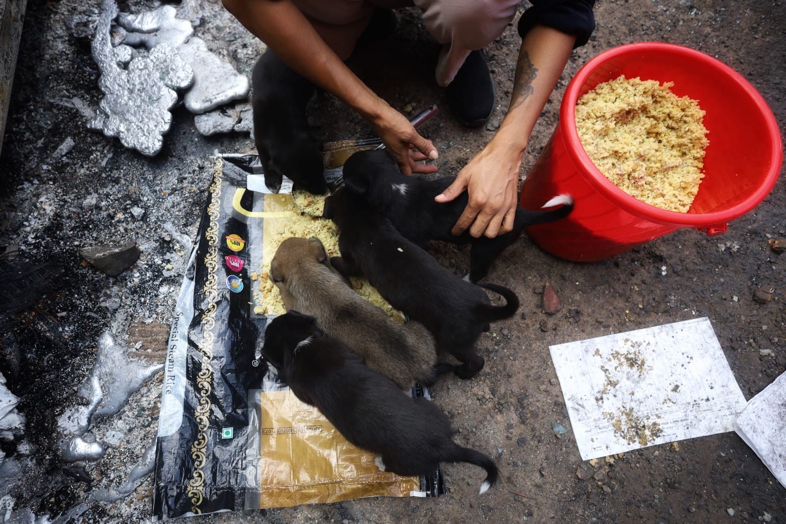 Many of the stray puppies were left starving for past few days in Kathmandu | Manisha Mondal | ThePrint