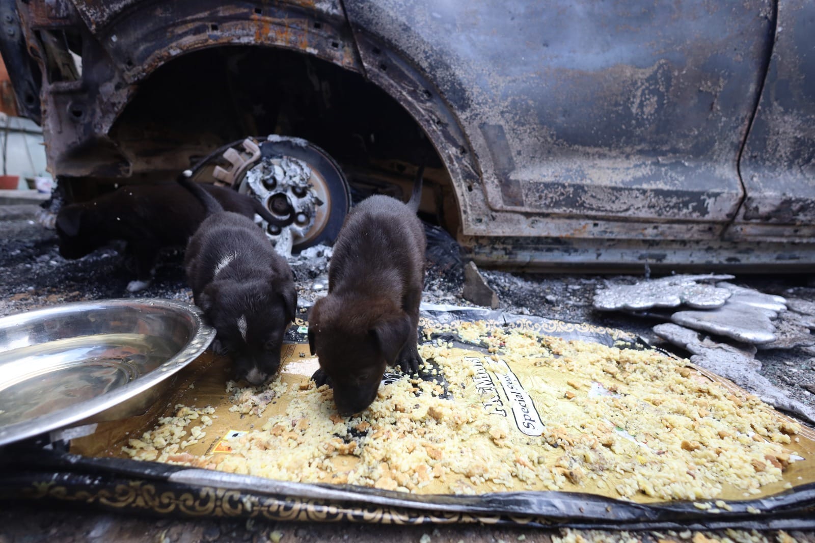 Some relief for the puppies at last | Manisha Mondal | ThePrint