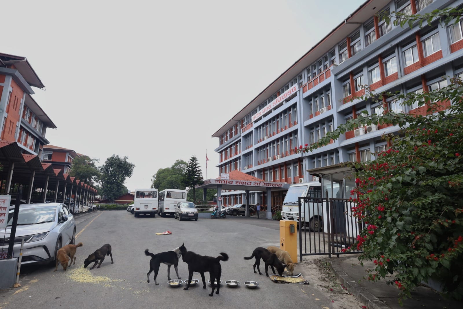 Dogs being fed outside the complex of Federal Parliament Secretariat in Kathmandu | Manisha Mondal | ThePrint