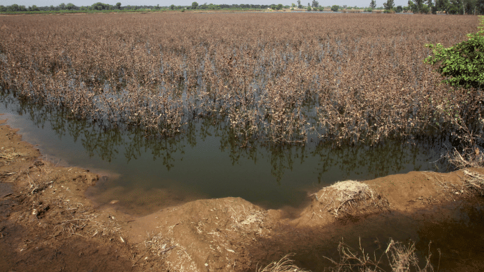 Damaged cotton crop field, following monsoon rains and flooding, in Kabirwala, Pakistan, on 18 September 2025. | Quratulain Asim | Reuters
