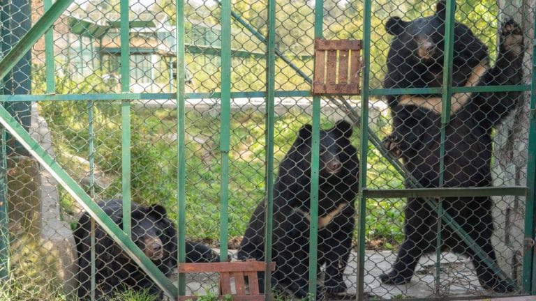 Life in the shadow of Kashmir human-bear conflict, where dense forests meet human action