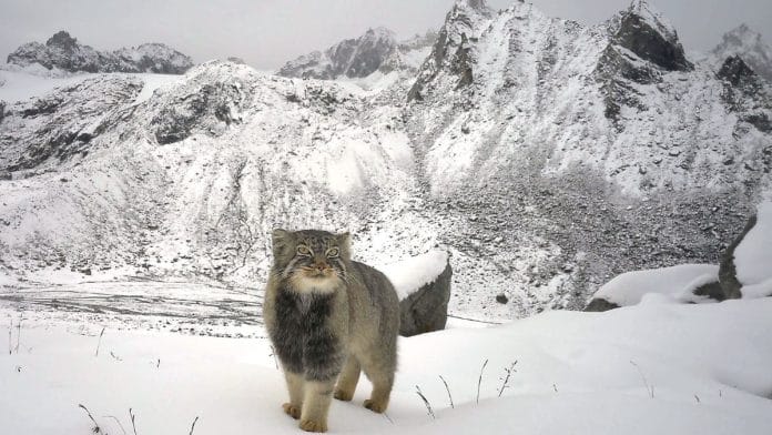 Pallas' Cat