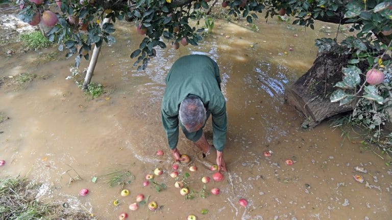 As floods ravage orchards & highway closures choke trade, Kashmir apple growers fear Rs 200 cr loss