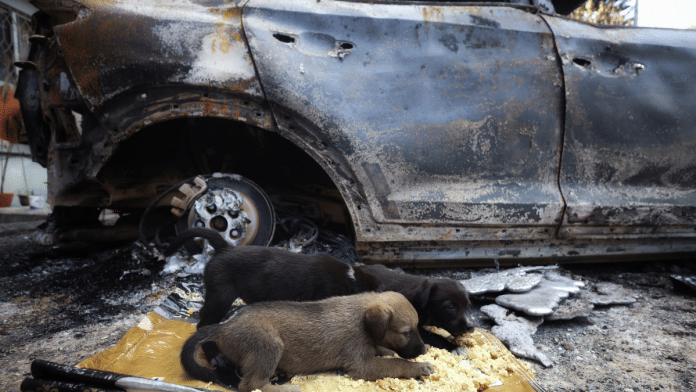 A pair of puppies take rest under the cover of a charred car in Kathmandu | Manisha Mondal | ThePrint