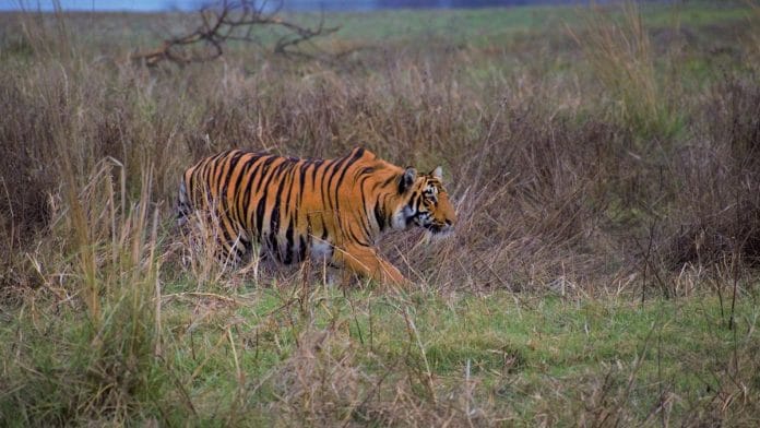 A tiger prowling through tall grasses inside the Tadoba Tiger Reserve | Siddhartha Patil