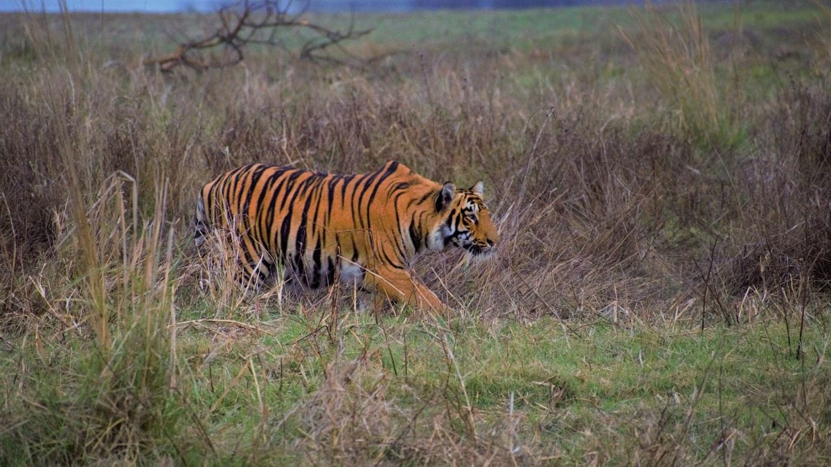 A tiger prowling through tall grasses inside the Tadoba Tiger Reserve | Siddhartha Patil