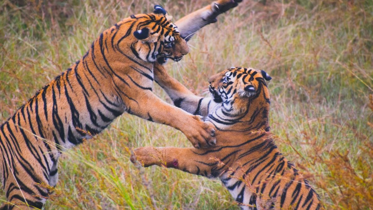 Two tigers play-fighting in the Tadoba Andhari Tiger Reserve, Maharashtra| Siddhartha Patil