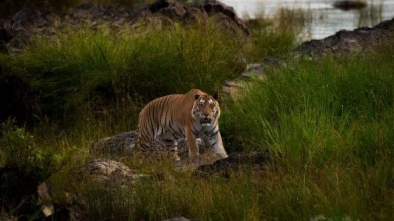 Cambodia isn’t ready for India’s tigers. It doesn’t have prey or protection for big cats