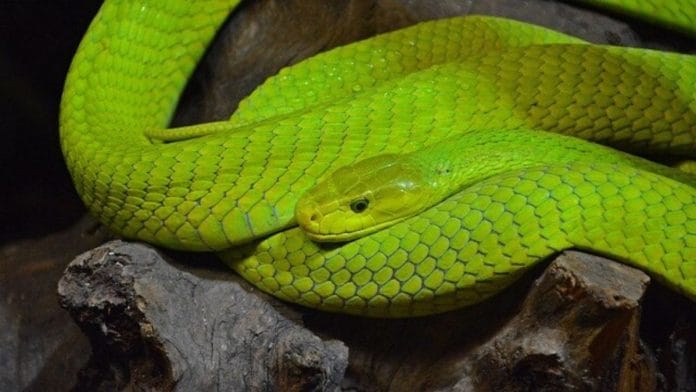 Representational image | A green mamba | Wikimedia Commons
