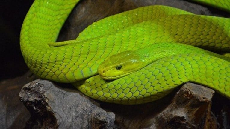 Green mamba bites are different from other snakes in the genus. They don’t shut down muscles