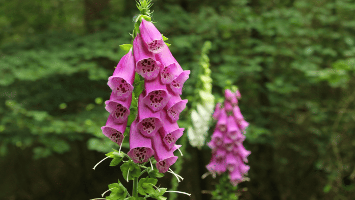 File photo of Common foxglove (Digitalis purpurea) | Commons