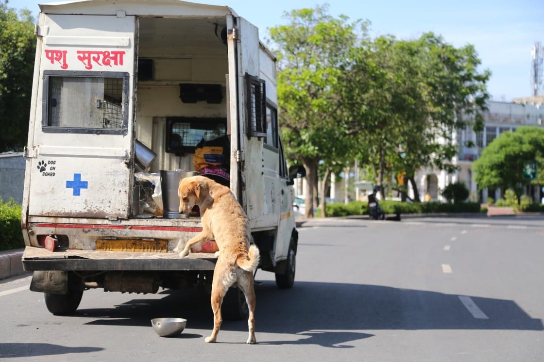 A stray dog in Delhi | Suraj Singh Bisht