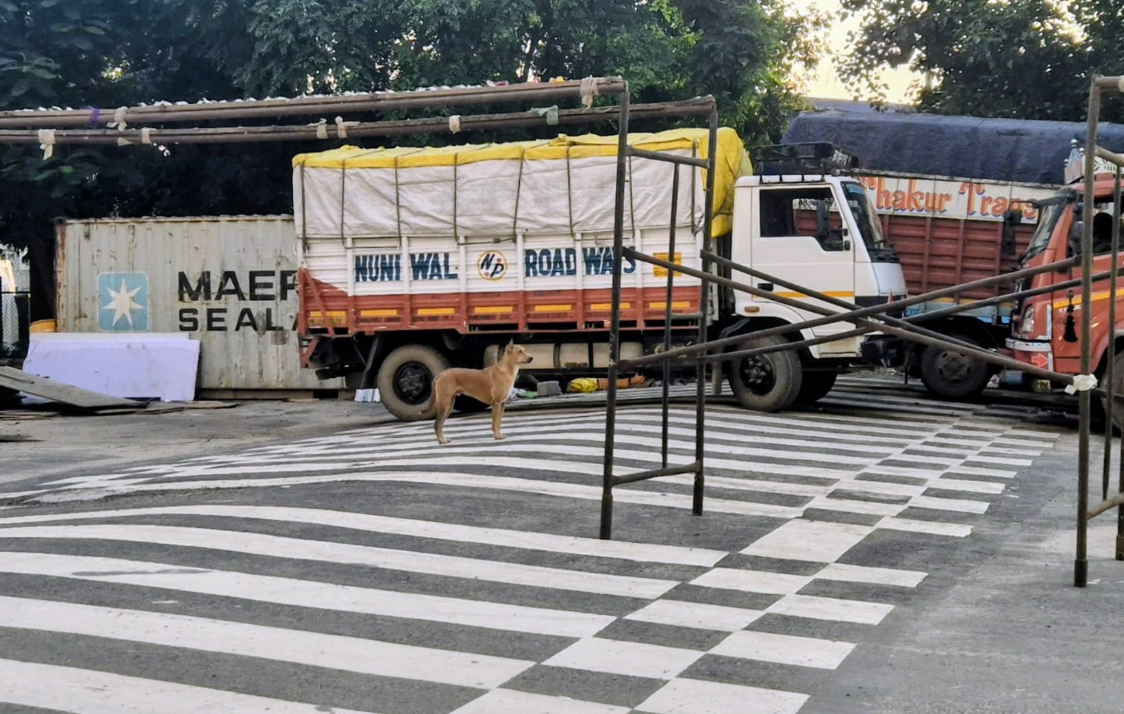 A stray dog quietly wanders into the stadium amid the preparations for the upcoming events and the tussle between stadium authorities and animal rights activists Thursday | Tejas Bhatotia | ThePrint