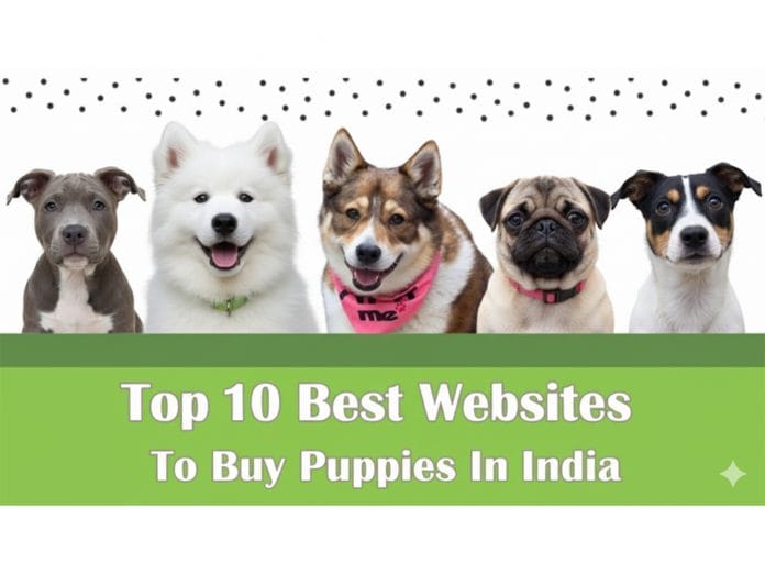 Top 10 Best Websites to Buy Puppies in India 