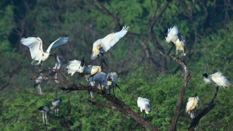 This Tamil Nadu village doesn’t burst crackers on Diwali. Noise disturbs its divine birds