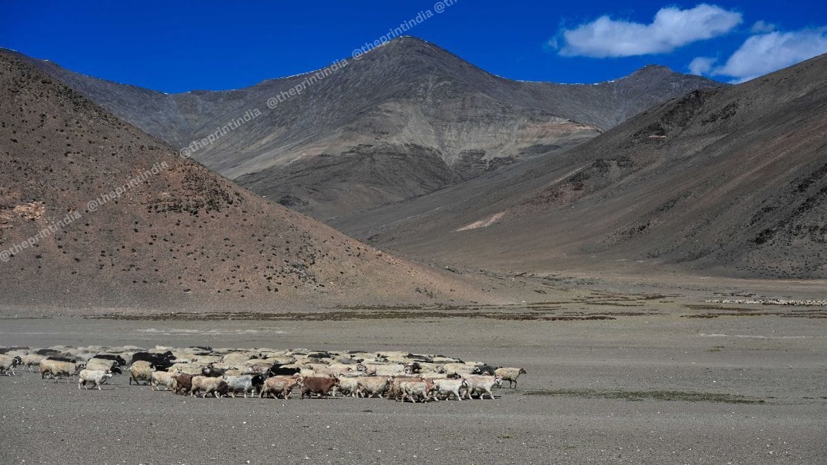 A herd of Pashmina goats in Ladakh. The survival of nomadic families depends on Pashmina goats, which produce the finest GI-tagged fleece—used in luxury products globally, which significantly contributes to Ladakh’s economy. | Suraj Singh Bisht | ThePrint