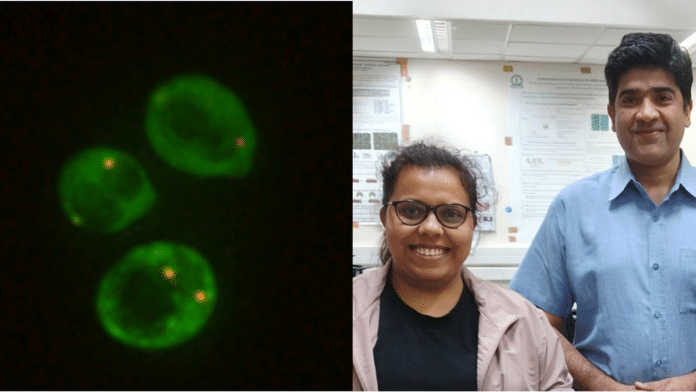Assembly of cytoplasmic RNP condensates (yellow dots) in yeast cells exposed to Mars-like stress conditions; researchers Riya Dhage and Purusharth Rajyaguru | Photos by Riya Dhage & Swati Lamba
