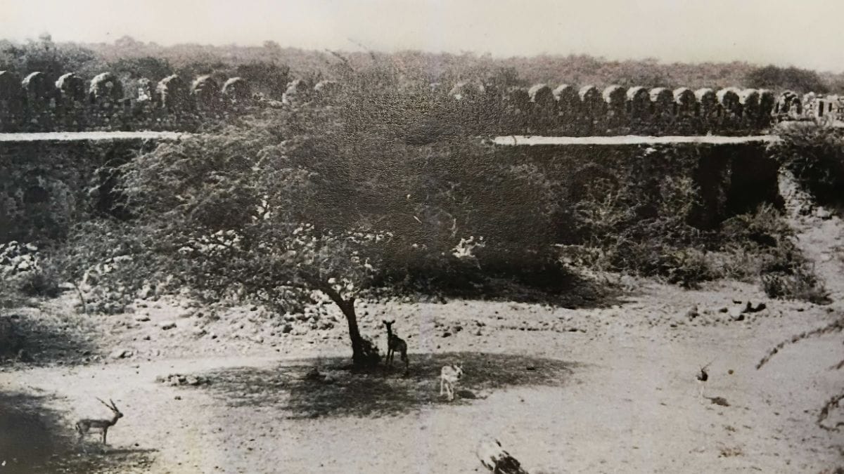 The serai being used as a holding space for animals before they were transferred to their enclosures | Photo: AKTC