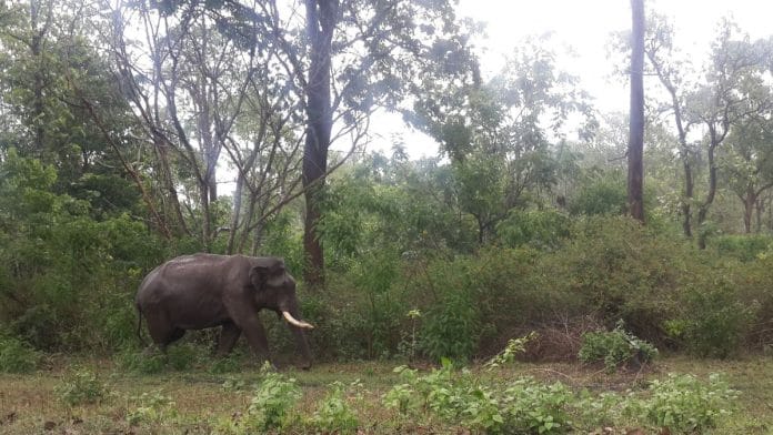 According to the 2023 census report, there are 6,395 elephants in Karnataka | Tejus RS