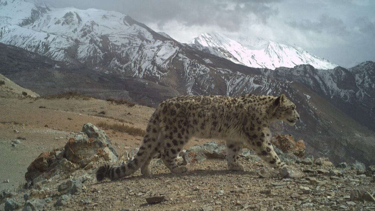 A snow leopard captured on a camera trap during the 2024–25 state-wide population assessment. Camera traps placed across 26,000 sq km of snow leopard habitat recorded 44 individual cats. Image courtesy of Wildlife Wing- Himachal Pradesh Forest Department and the Nature Conservation Foundation