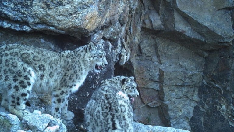 Ladakh to have India’s first high-altitude safari. Featuring snow leopard trails, Drass scenery