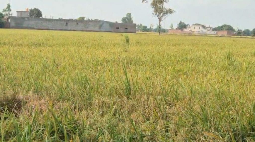 Failed crop diversification in Punjab 