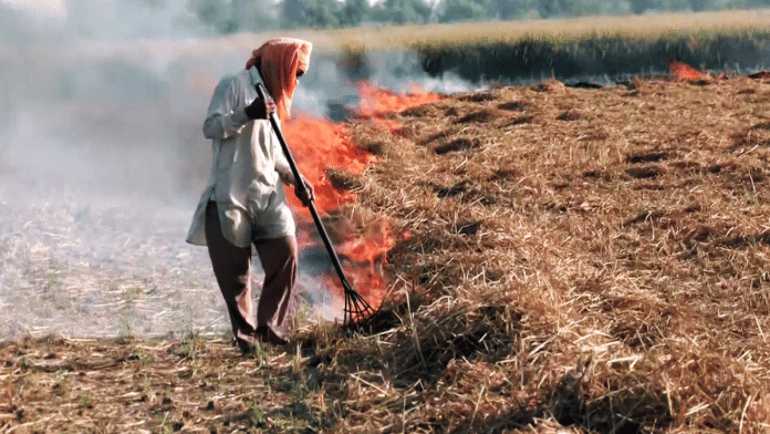 Representational image | A man is burning stubble in a field at Pandher village, in Amritsar on 26 September 2025. | ANI