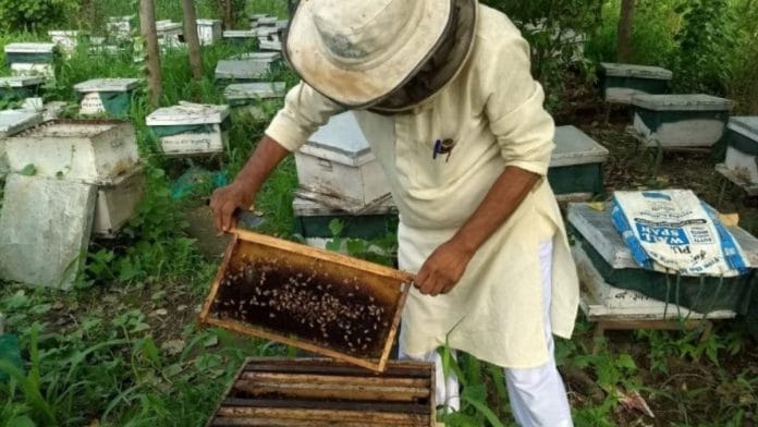 Bees in Indian farms