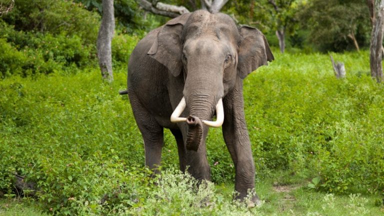 A Kudremukh National Park elephant’s capture has angered Karnataka conservationists