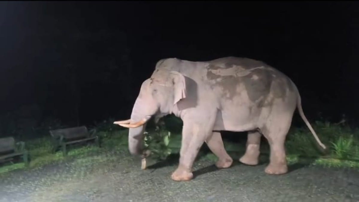 The elephant who was later captured from inside Kudremukh National Park | By special arrangement